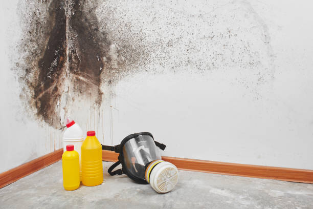 Best Basement Mold Remediation in Potterville, MI