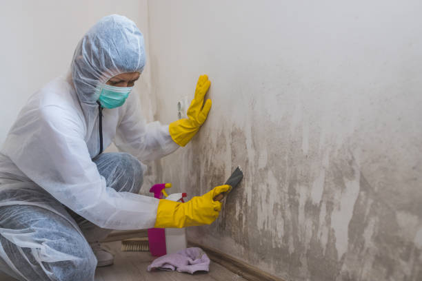 Best Residential Mold Remediation in Potterville, MI