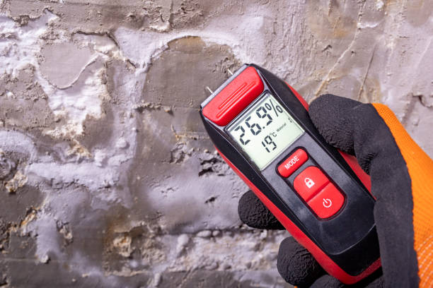Best Black Mold Remediation in Potterville, MI