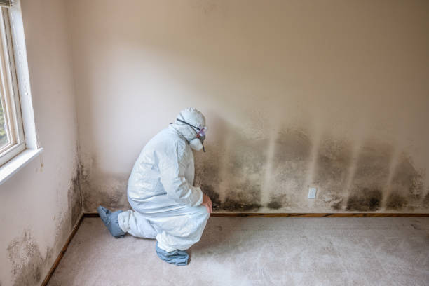  Potterville, MI Mold Removal Pros