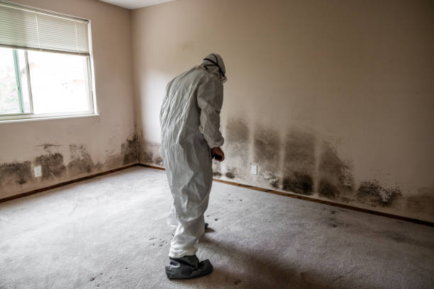 Best Commercial Mold Remediation in Potterville, MI