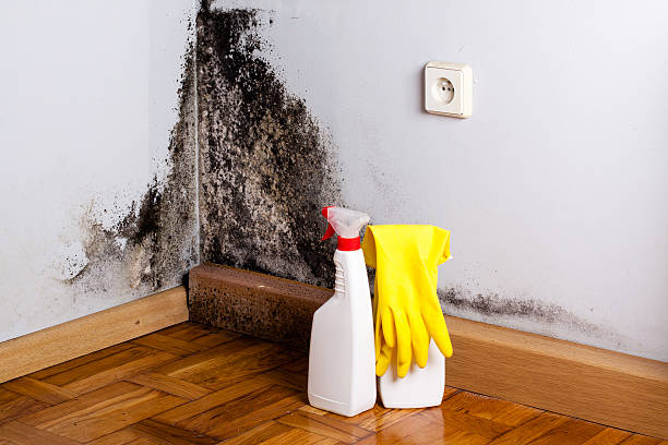 Best Crawl Space Mold Remediation in Potterville, MI